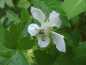 Preview: Rubus x loganobaccus "Boysenberry" - Boysenbeere