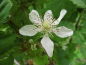 Preview: Rubus x loganobaccus "Boysenberry" - Boysenbeere