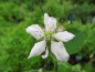 Preview: Rubus x loganobaccus "Loganberry" - Loganbeere