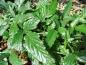 Preview: Rubus xanthocarpus - Goldbeere