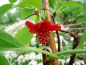 Preview: Schisandra rubriflora -  Rotblühendes Spaltkölbchen - männlich