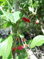 Preview: Schisandra rubriflora -  Rotblühendes Spaltkölbchen - männlich