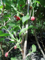 Preview: Schisandra rubriflora -  Rotblühendes Spaltkölbchen - weiblich