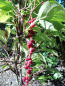 Preview: Schisandra rubriflora -  Rotblühendes Spaltkölbchen - weiblich