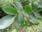 Preview: Sorbocotoneaster pozdnjakovii - Eberesche x Zwergmispel