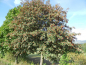 Preview: Sorbus aria - Mehlbeere