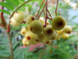 Preview: Sorbus arnoldiana "Golden Wonder" - Eberesche-Hybride