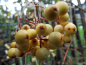 Preview: Sorbus arnoldiana "Golden Wonder" - Eberesche-Hybride