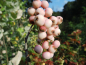 Preview: Sorbus arnoldiana "Kirsten Pink" - Eberesche-Hybride