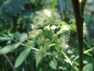 Preview: Sorbus arnoldiana "Vermillon" - Eberesche-Hybride