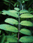 Preview: Sorbus aucuparia "Rosina Aurea" - Edeleberesche