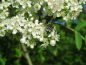 Preview: Sorbus aucuparia "Rosina Aurea" - Edeleberesche