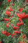 Preview: Sorbus aucuparia "Rosina" - Edeleberesche