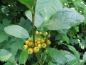 Preview: Sorbus chamaemespilus - Zwerg-Mehlbeere