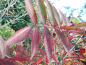 Preview: Sorbus commixta - Japanische Eberesche