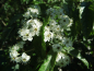 Preview: Sorbus folgneri "Emiel" - Chinesische Mehlbeere