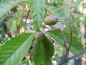 Preview: Sorbus folgneri "Emiel" - Chinesische Mehlbeere