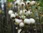 Preview: Sorbus koehneana - Chinesische Strauch-Eberesche