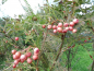 Preview: Sorbus vilmorinii - Rosa Straucheberesche