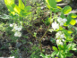 Preview: Staphylea pinnata - Gemeine Pimpernuss