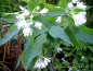 Preview: Staphylea pinnata - Gemeine Pimpernuss