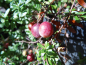 Preview: Vaccinium macrocarpon "Pilgrim" - Cranberry