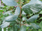 Preview: Viburnum burkwoodii - Immergrüner Schneeball