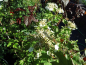Preview: Viburnum opulus "Compactum" - Gemeiner Zwerg-Schneeball
