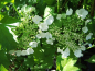 Preview: Viburnum opulus "Xanthocarpum" - Gemeiner Schneeball