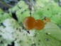 Preview: Viburnum opulus "Xanthocarpum" - Gemeiner Schneeball
