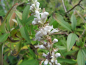 Preview: Vitex agnus-castus latifolia alba - Breitblättriger Mönchspfeffer