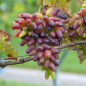 Preview: Vitis vinifera "Datteltraube Souvenier" - Edle Weinrebe