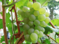 Preview: Vitis vinifera "Phoenix"(S) - Edle Weinrebe