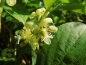 Preview: Actinidia arguta "Issai" -  Mini-Kiwi / selbstfruchtbar