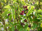 Preview: Akebia trifoliata - Dreiblättrige Akebie
