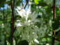 Preview: Amelanchier alnifolia - Erlenblättrige Felsenbirne