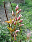 Preview: Amelanchier x grandiflora "Robin Hill" - Hängende Baum-Felsenbirne