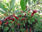 Preview: Aronia arbutifolia - Rote Apfelbeere