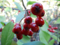 Preview: Aronia arbutifolia "Brillant" - Rote Apfelbeere