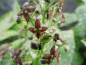 Preview: Aucuba japonica "Variegata" - Japanische Aucube