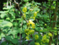 Preview: Berberis vulgaris - Gemeine Berberitze