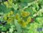 Preview: Berberis vulgaris - Gemeine Berberitze