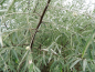 Preview: Elaeagnus angustifolia - Schmalblättrige Ölweide