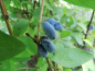 Preview: Lonicera caerulea - Blaue Heckenkirsche