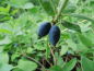 Preview: Lonicera caerulea kamtschatica "Blue Velvet"® - Sibirische Blaubeere