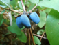 Preview: Lonicera caerulea kamtschatica "Kalinka"® - Sibirische Blaubeere