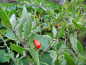 Preview: Lycium barbarum "Sweet Lifeberry" - Goji-Beere