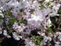 Preview: Prunus sargentii x subhirtella "Accolade" - Japanische Bergkirsche