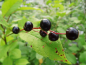 Preview: Prunus serotina - Spätblühende Traubenkirsche