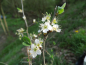 Preview: Prunus spinosa - Schlehe